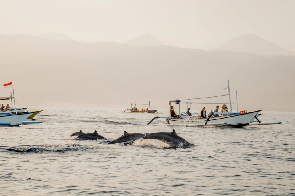tourist in traditional outrigger boats watching dolphins swimming in Bali