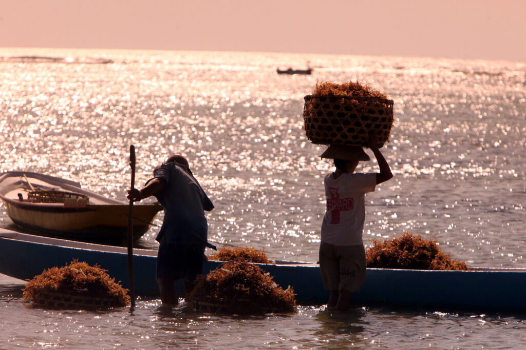 two people harvesting seaweed on a beach in Bali