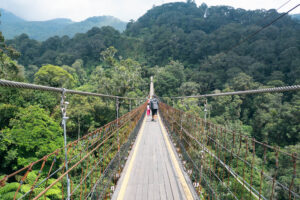 A long suspension bridge stretches through a dense, lush green forest in Bandung