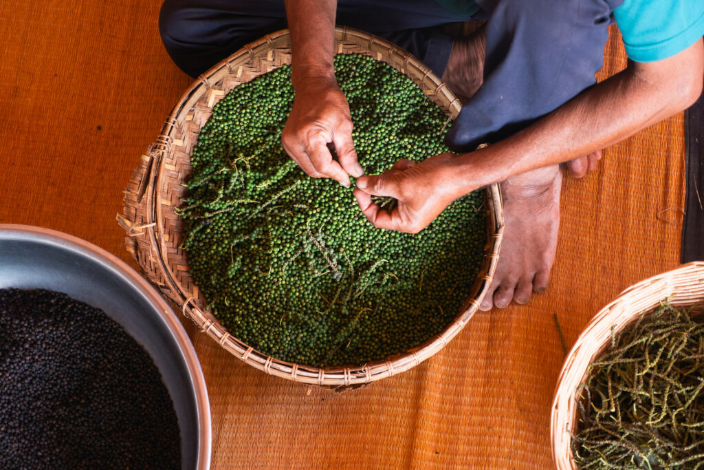 An overhead shot shows a person's hands examining green peppercorns in a large, round woven basket