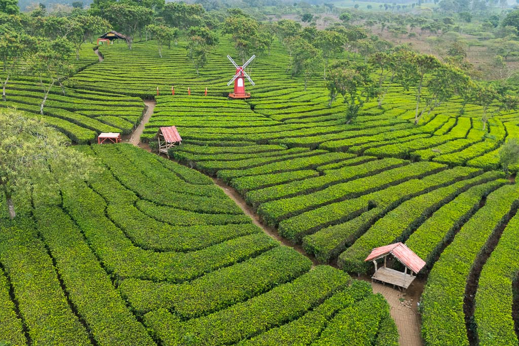 An aerial view of lush, green tea plantations in Malang, with terraced rows of tea bushes
