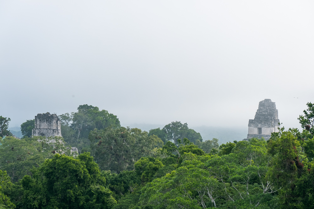 The top of trees and stone buildings in Tikal, Guatemala.