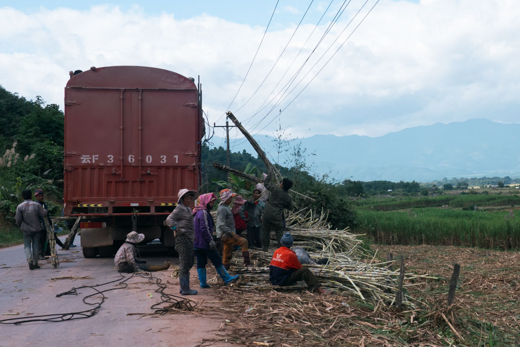 People collecting bamboos and putting them on a truck in Laos.