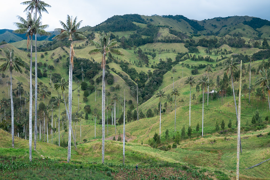 A view of wax palm trees in Colombia