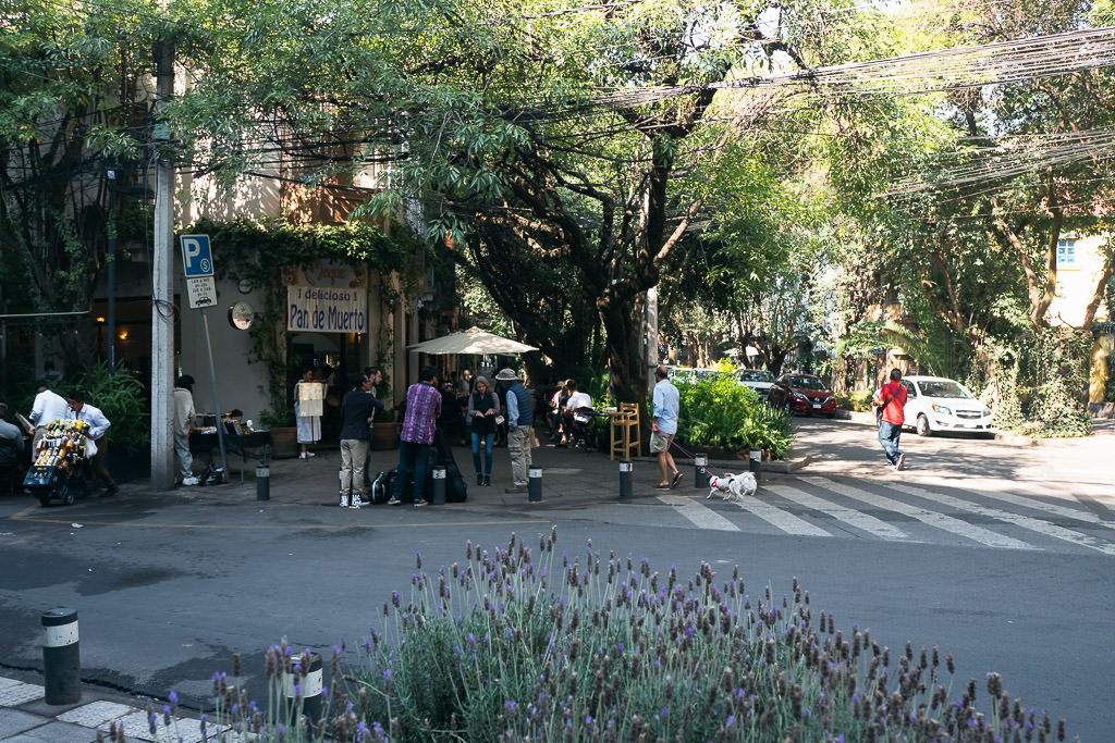 A street scene in Roma, Mexico City with locals strolling beneath lush greenery and tree-lined paths