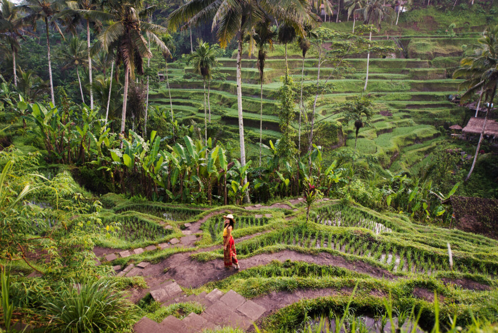 A women wearing a hat and a red dress walks along a narrow path through terraced rice paddies in Bali at Tegalalang rice terrace in Bali