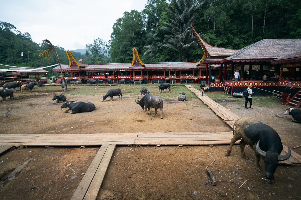 water buffalo in a Tana Toraja enclosure, with Tongkonan houses and lush trees in the background