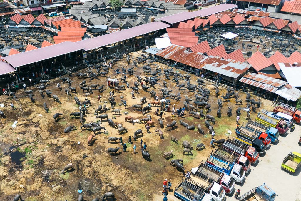 Aerial view of a busy water buffalo market in Tana Toraja