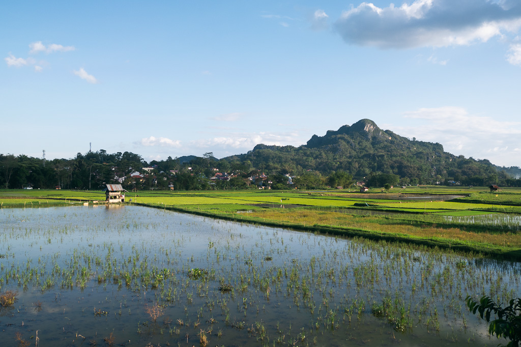 Lush rice paddies in Tana Toraja with a stilted hut, village, and mountains in the background.
