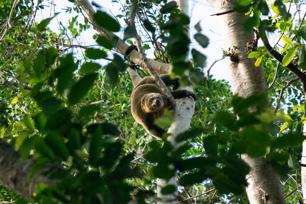 Local ranger resting in the trees at Tangkoko National Reserve
