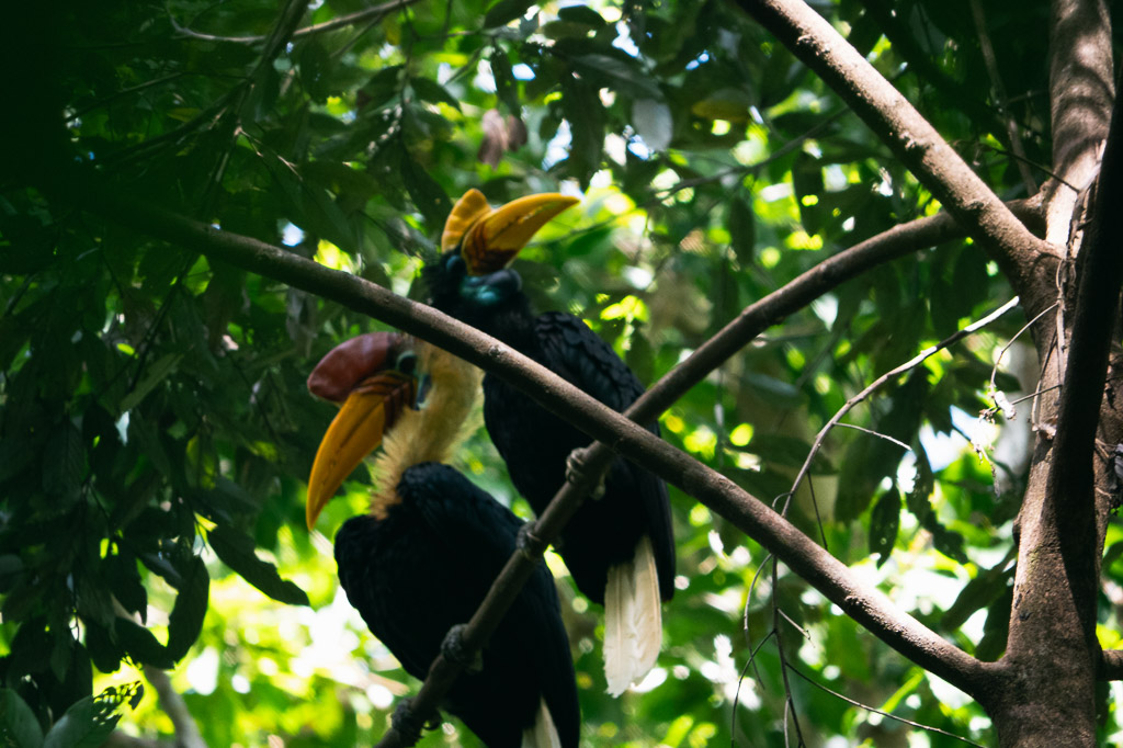 Hornbills resting in the trees at Tangkoko National Reserve