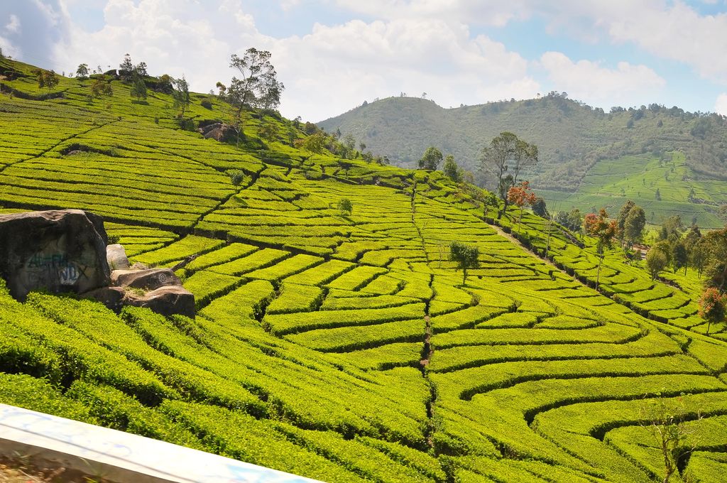 A tea plantation in Bandung, Indonesia with mountain views in the background.