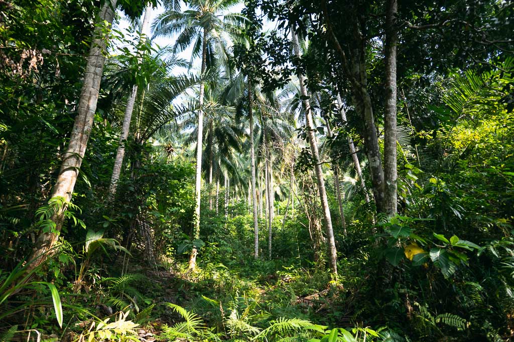 A dense, tropical forest in the Togean Islands