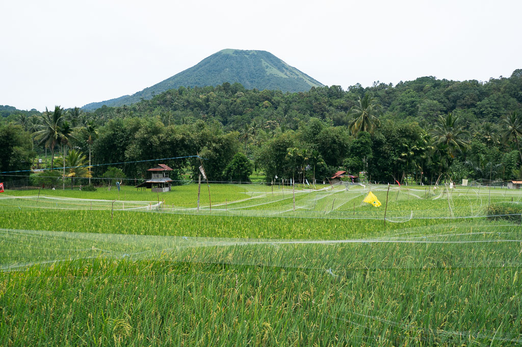 a verdant landscape in Tomohon, Indonesia, with  a mountain dominating the background